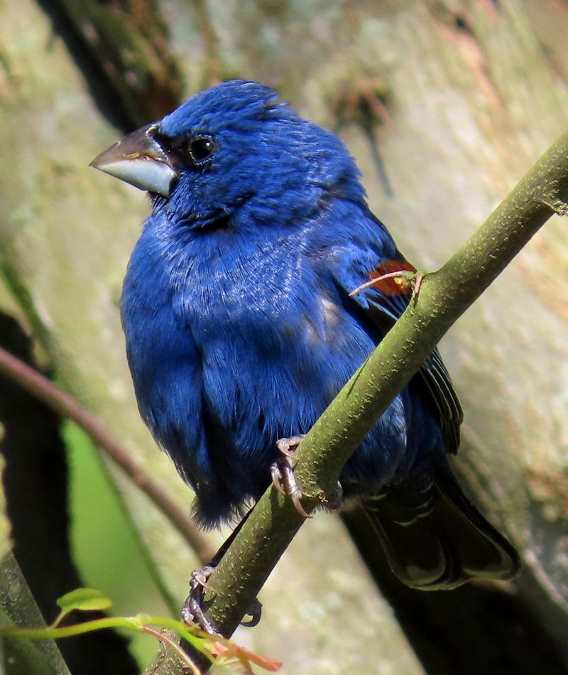 Blue Grosbeak