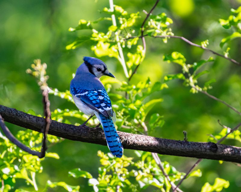 Blue Jay