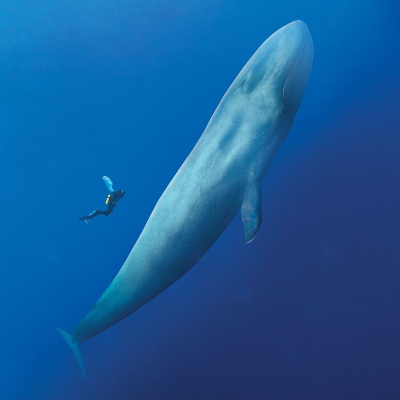 Blue Whale