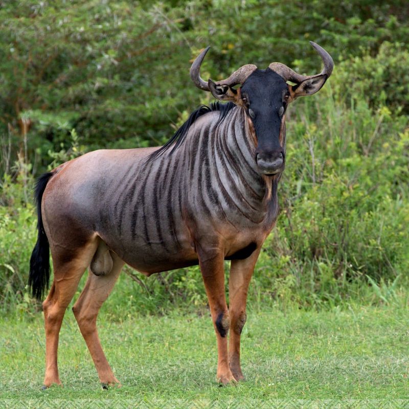 Blue Wildebeest