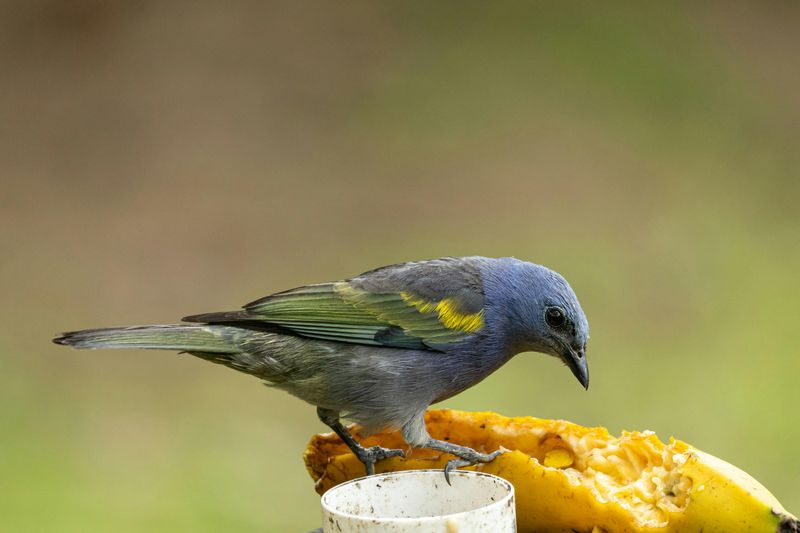 Blue-gray Tanager