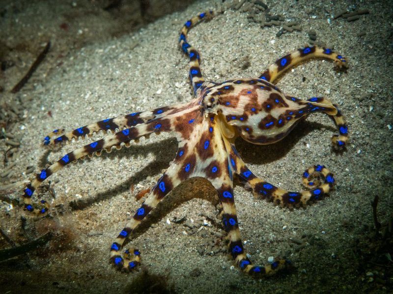 Blue-ringed Octopus