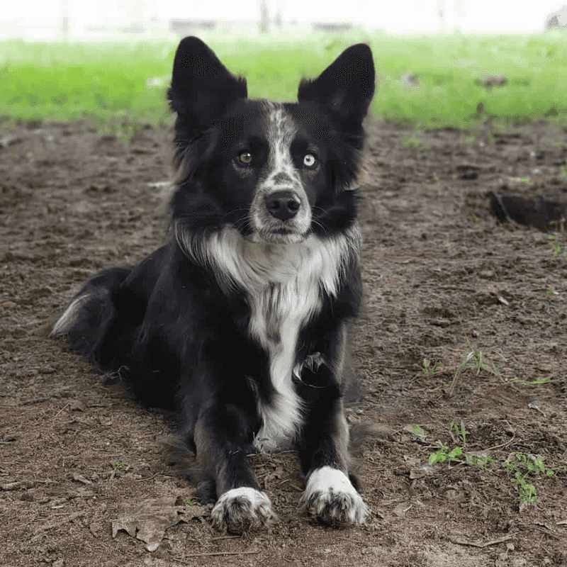 Border Aussie