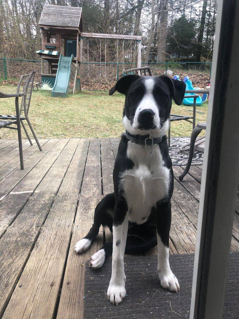 Border Collie Pit