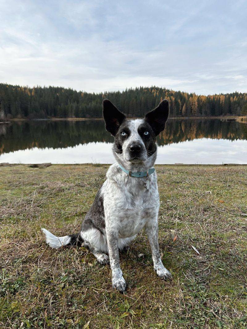 Border Heeler