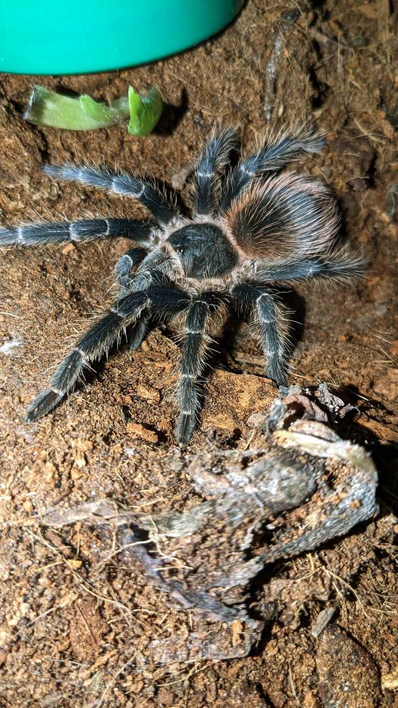 Brazilian Salmon Pink Birdeater