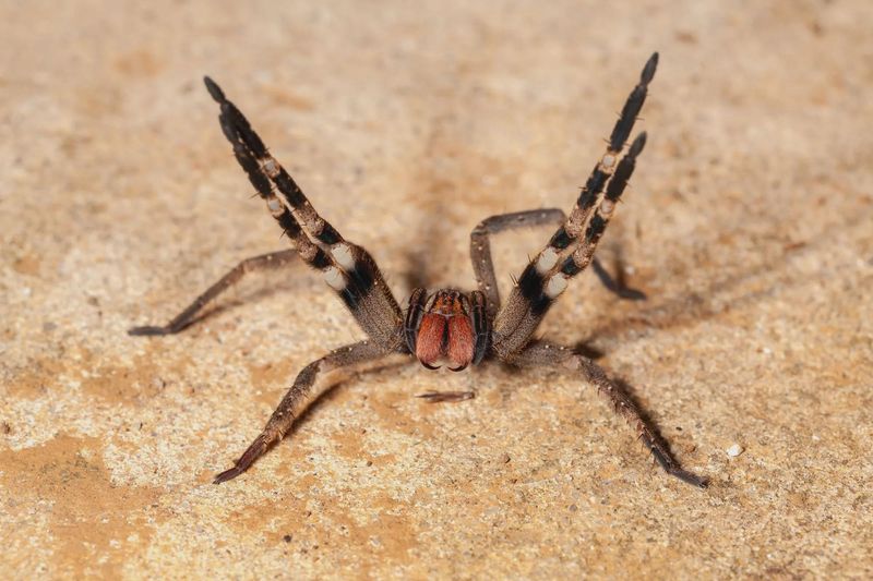 Brazilian Wandering Spider