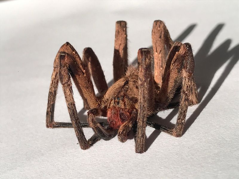 Brazilian Wandering Spider