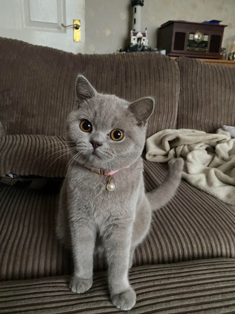 British Shorthair