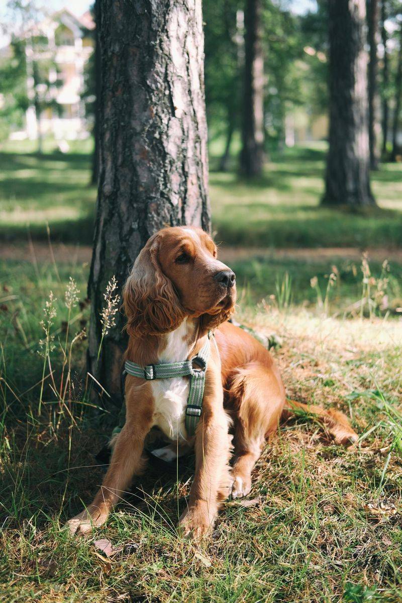 Brittany Spaniel