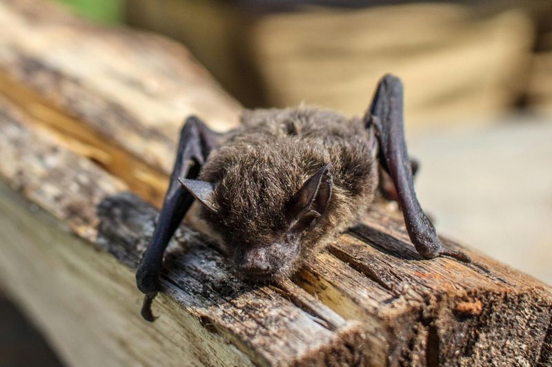 Brown Bat