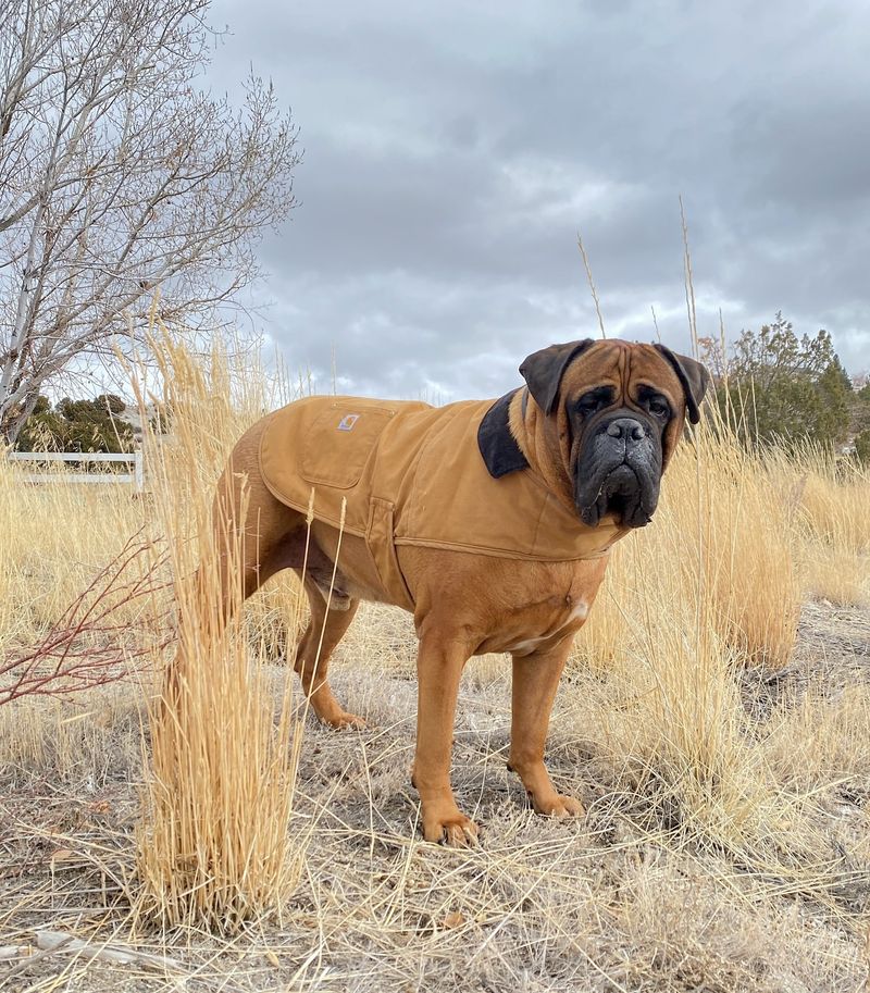 Bullmastiff