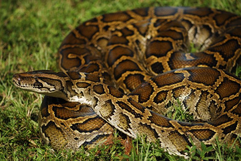 Burmese Python