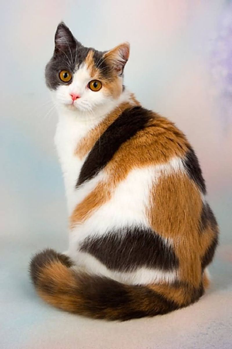 Calico