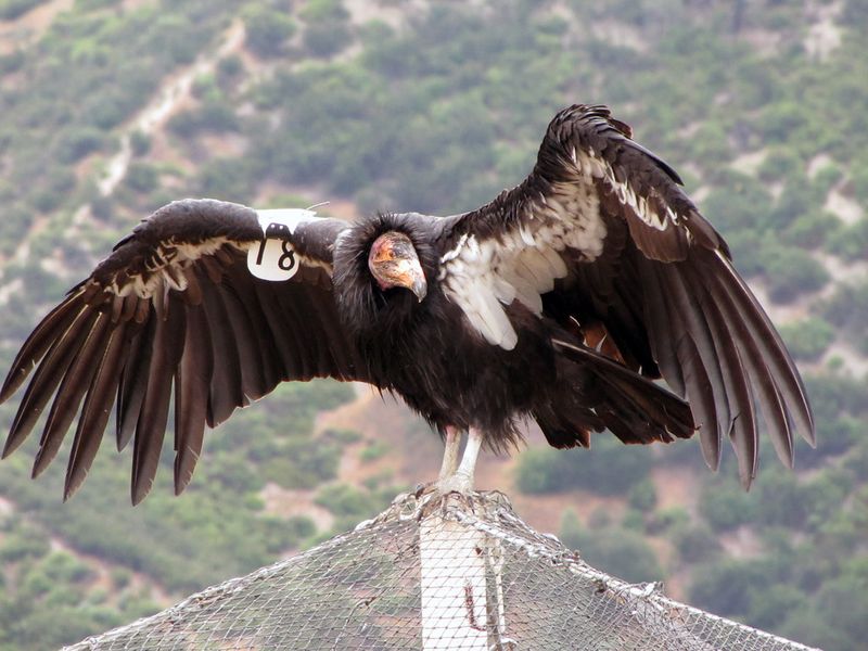 California Condor