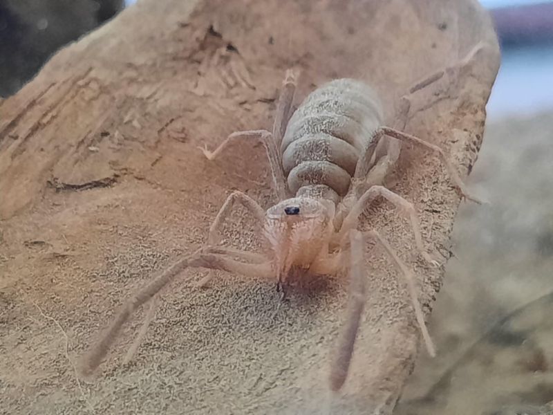 Camel Spider