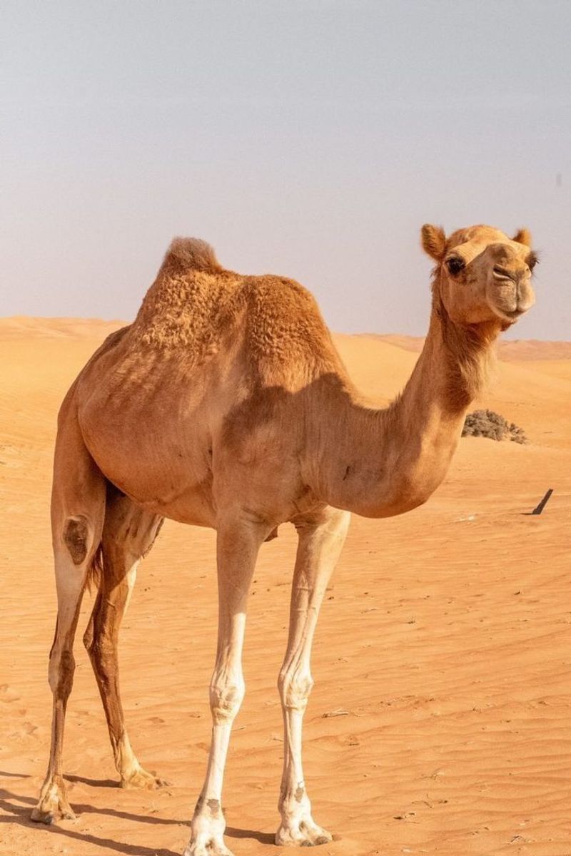 Camel