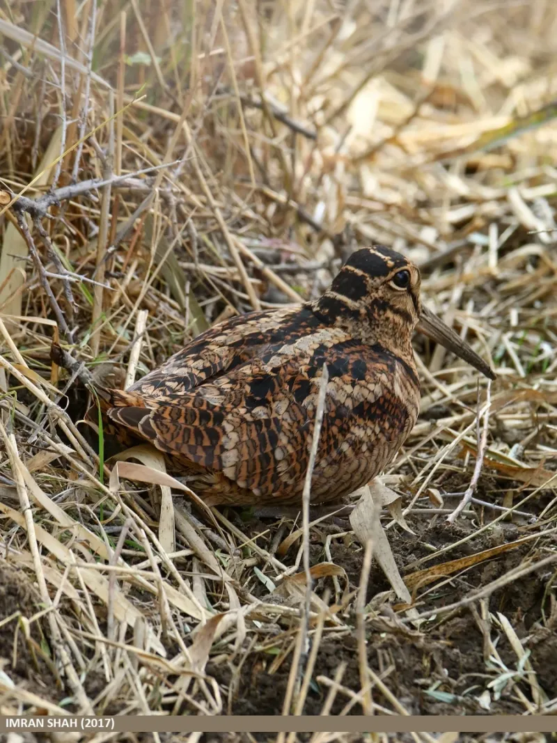 Camouflage Experts