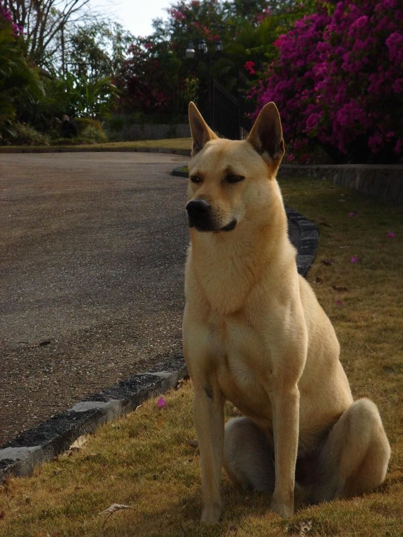 Canaan Dog