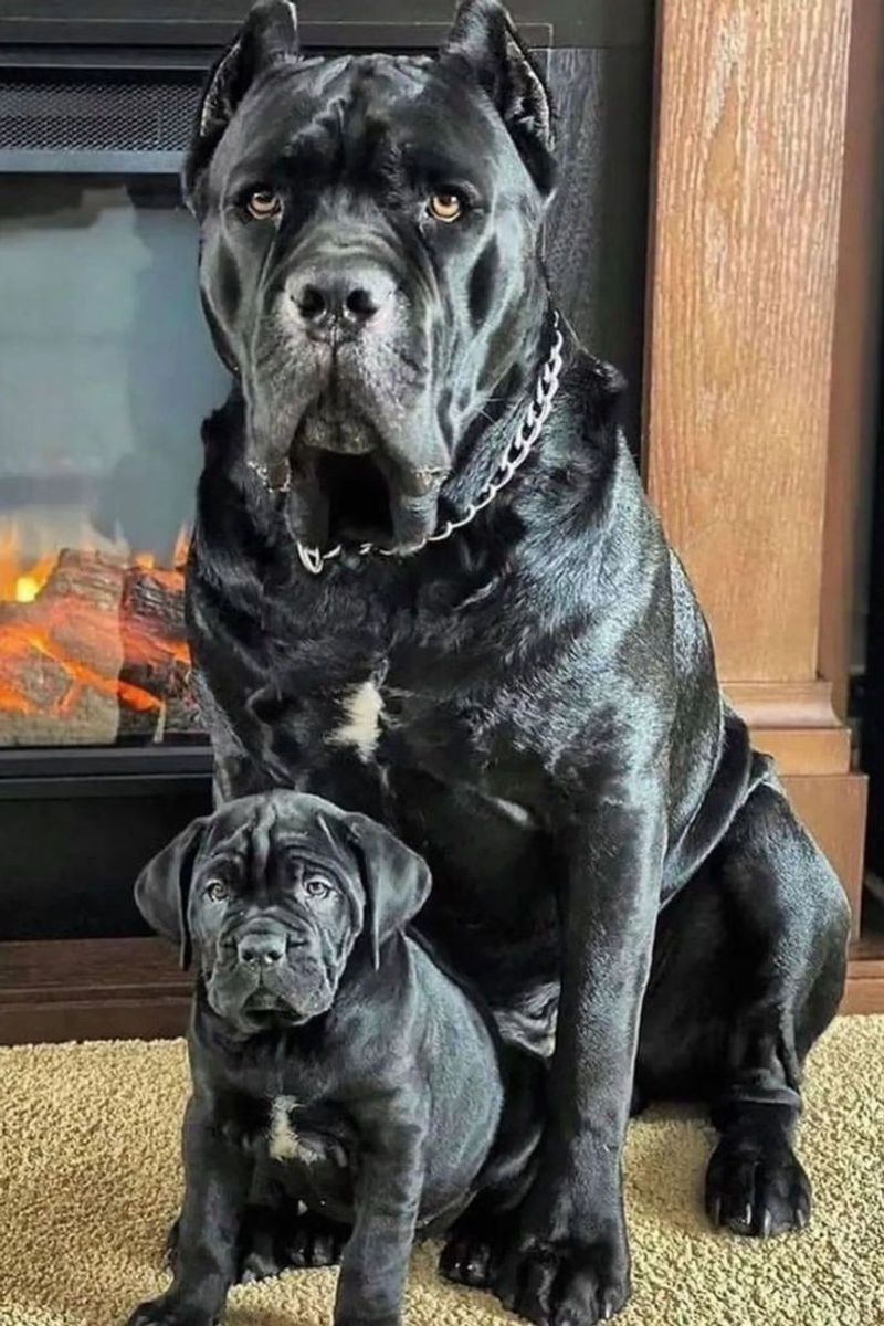 Cane Corso