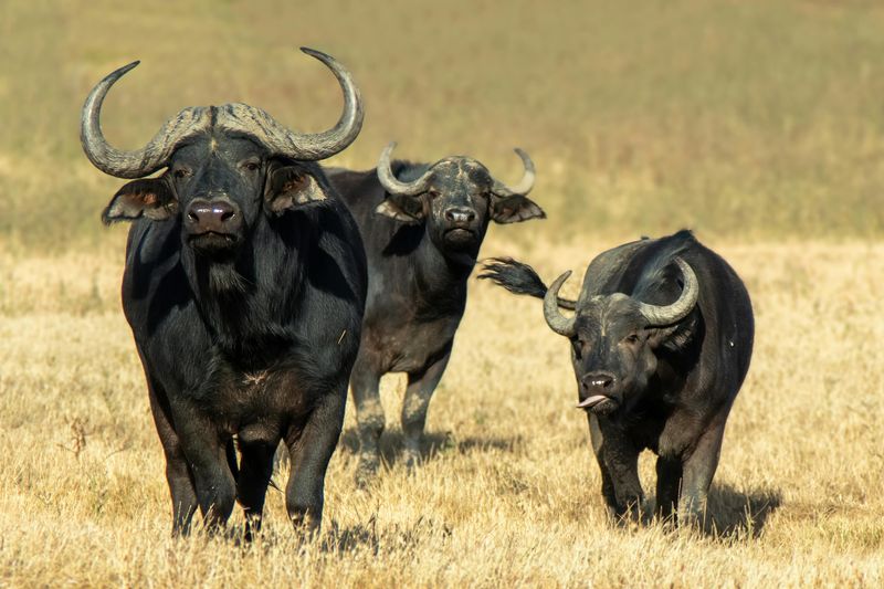 Cape Buffalo