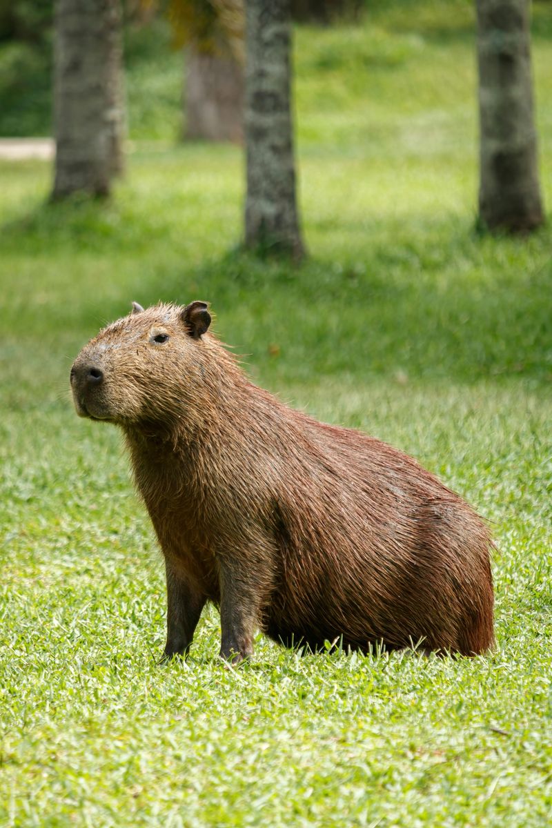 Capybara