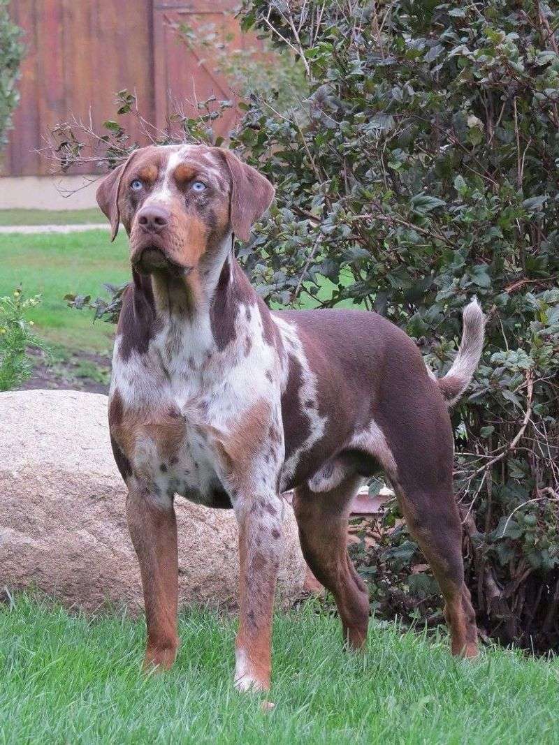 Catahoula Bulldog