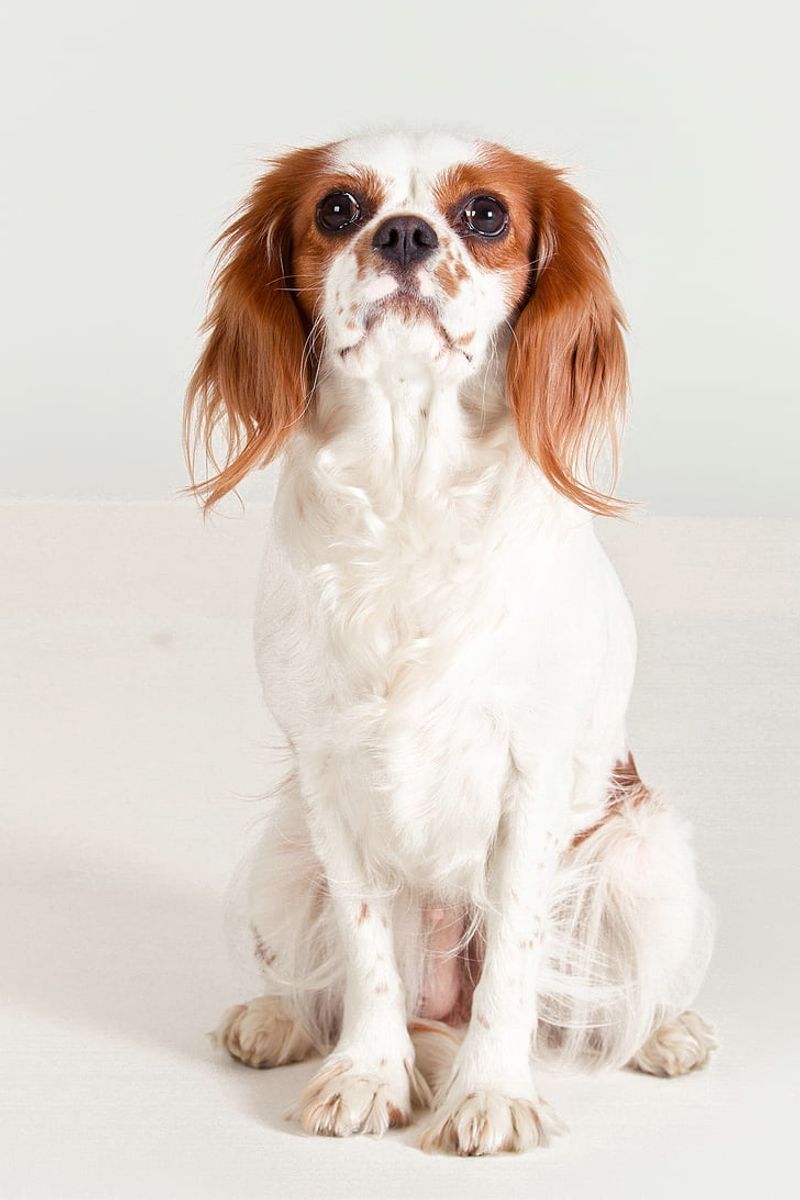 Cavalier King Charles Spaniel