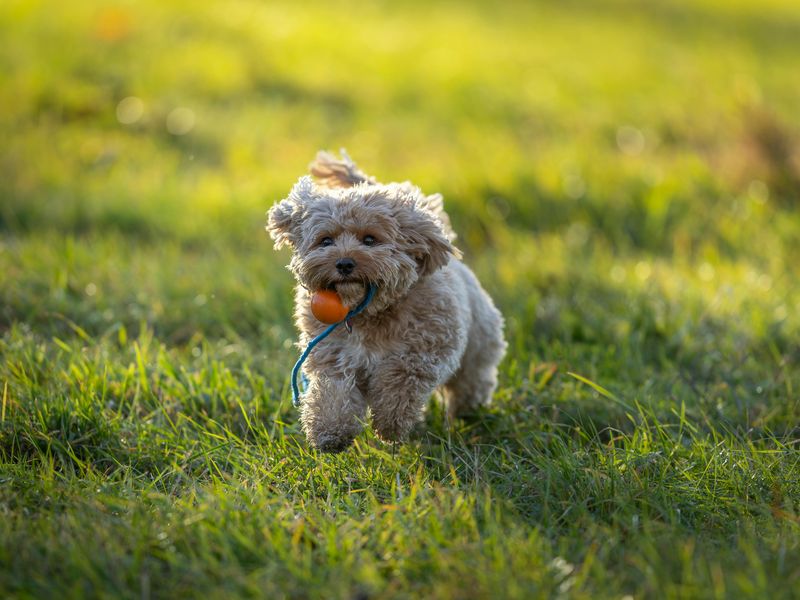 Cavapoo