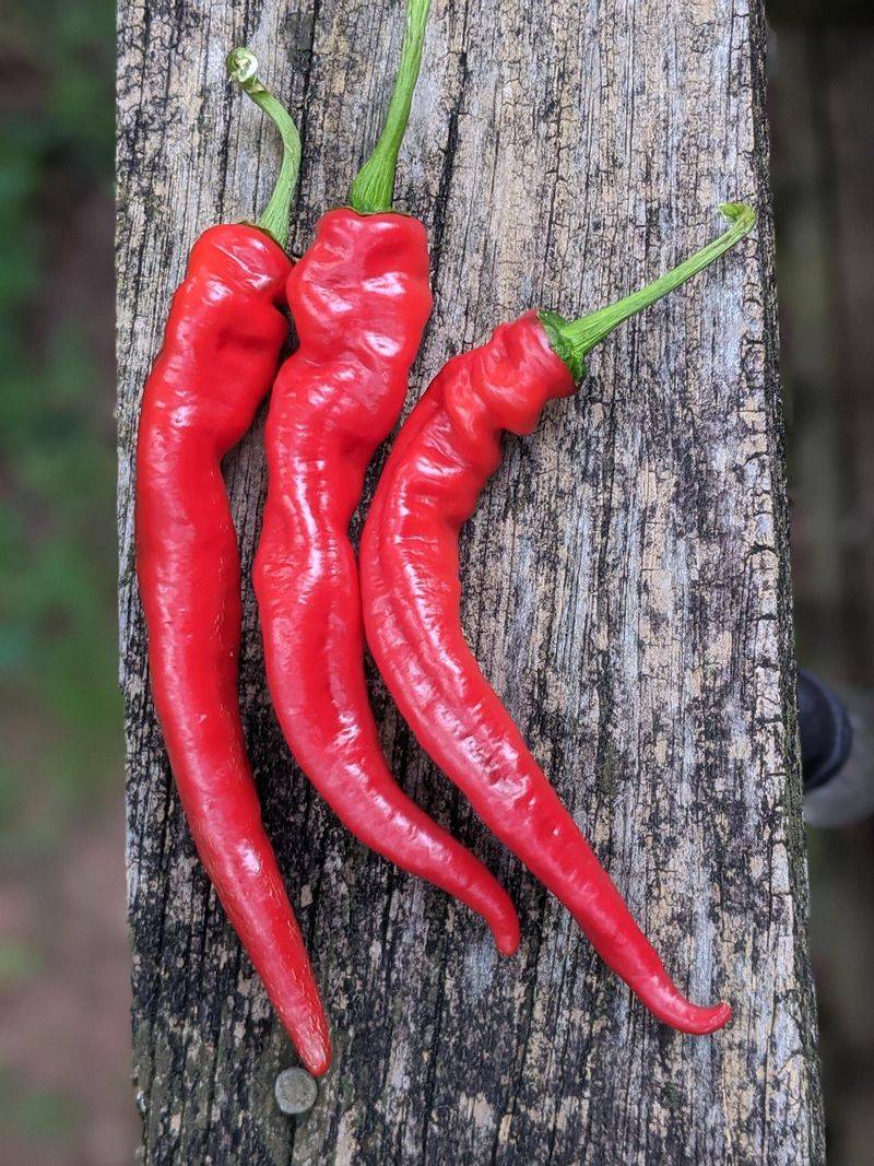 Cayenne Pepper