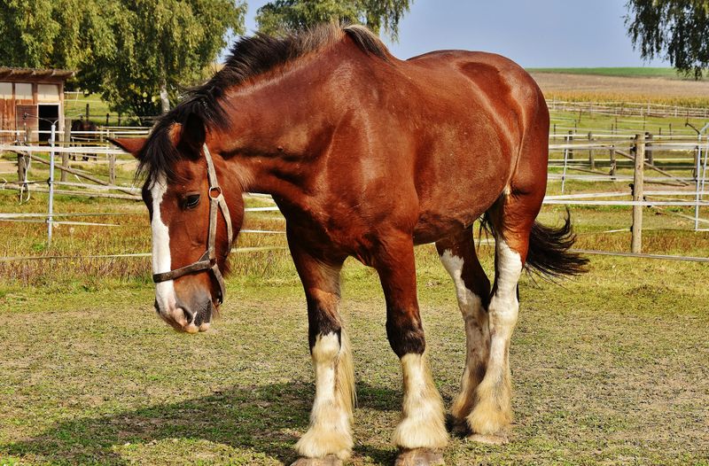 Clydesdale