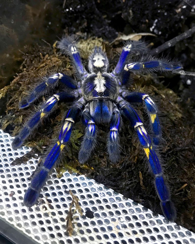 Cobalt Blue Tarantula