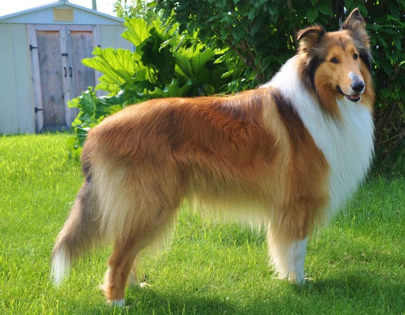 Collie