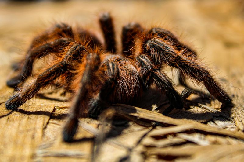 Colombian Giant Tarantula