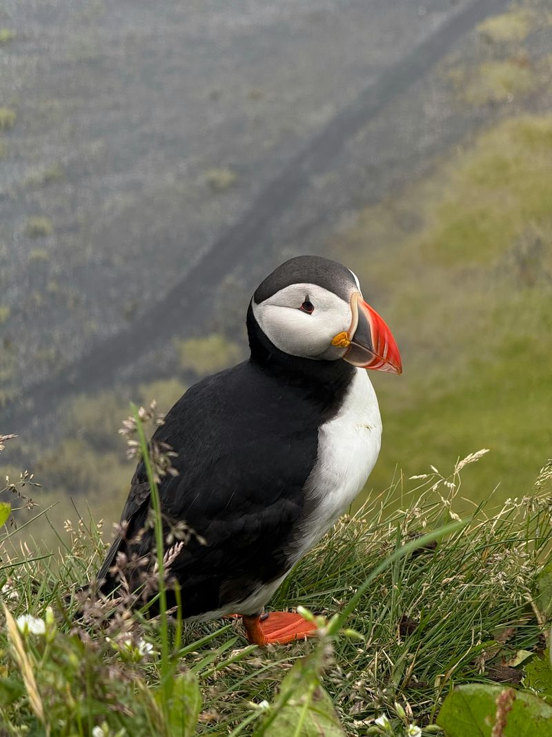 Colorful Beaks