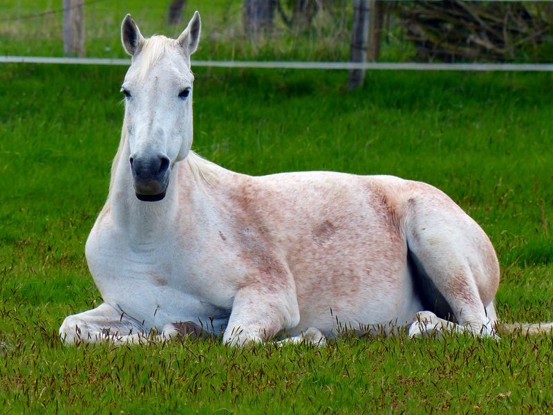 Comfortable Resting Posture