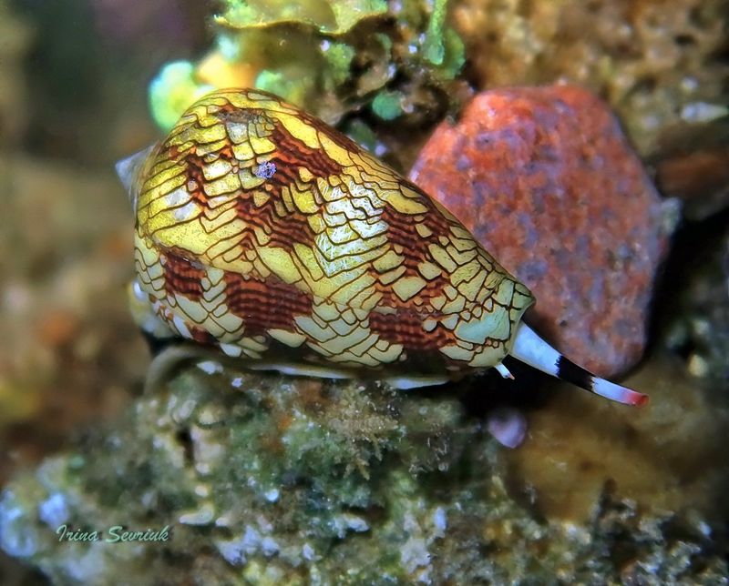 Cone Snail