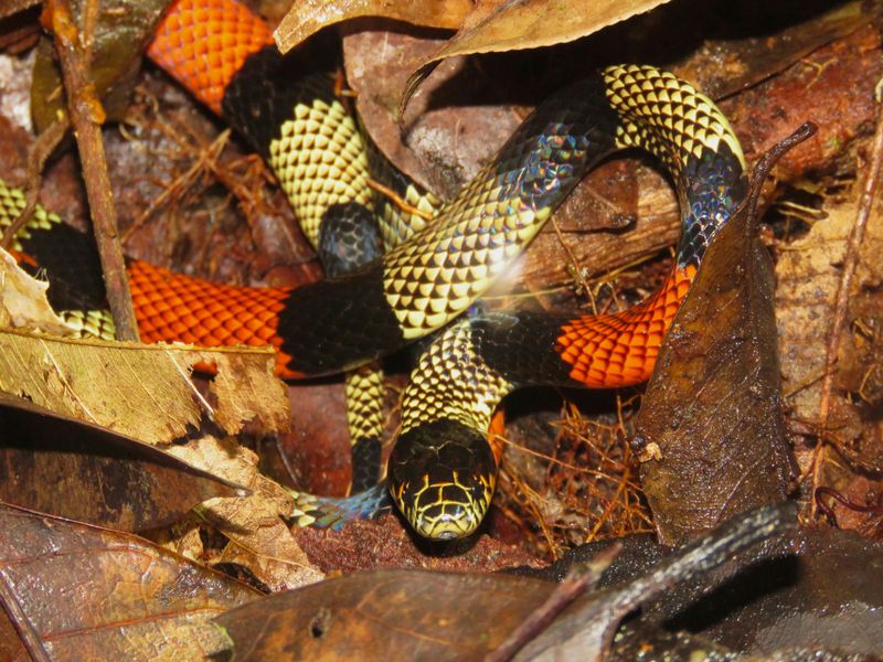 Coral Snake