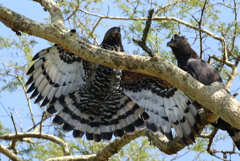 Crowned Eagle (Stephanoaetus coronatus)