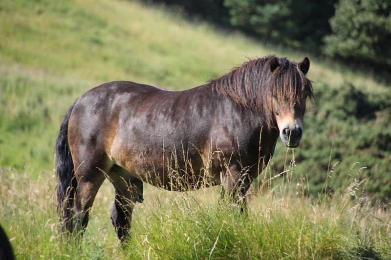 Dartmoor Pony