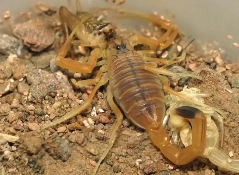 Deathstalker Scorpion