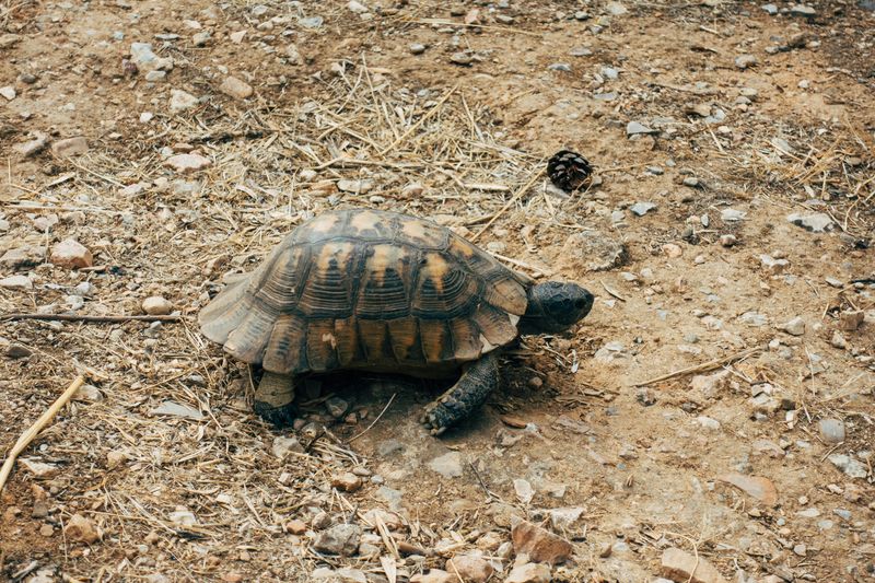 Desert Tortoise