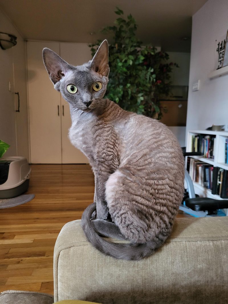 Devon Rex