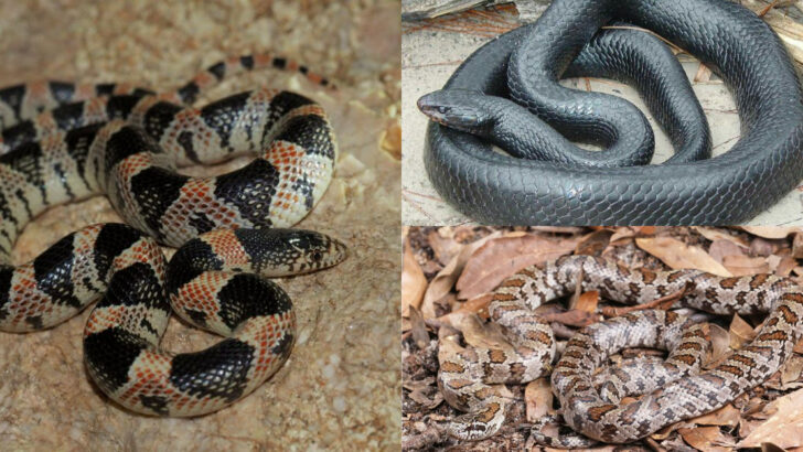 Discover the 8 Most Unusual Snakes in the U.S.