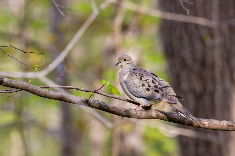 Distinctive Cooing Sounds