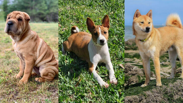 Dog Breeds Tailored for Introverts Seeking a Loyal Friend