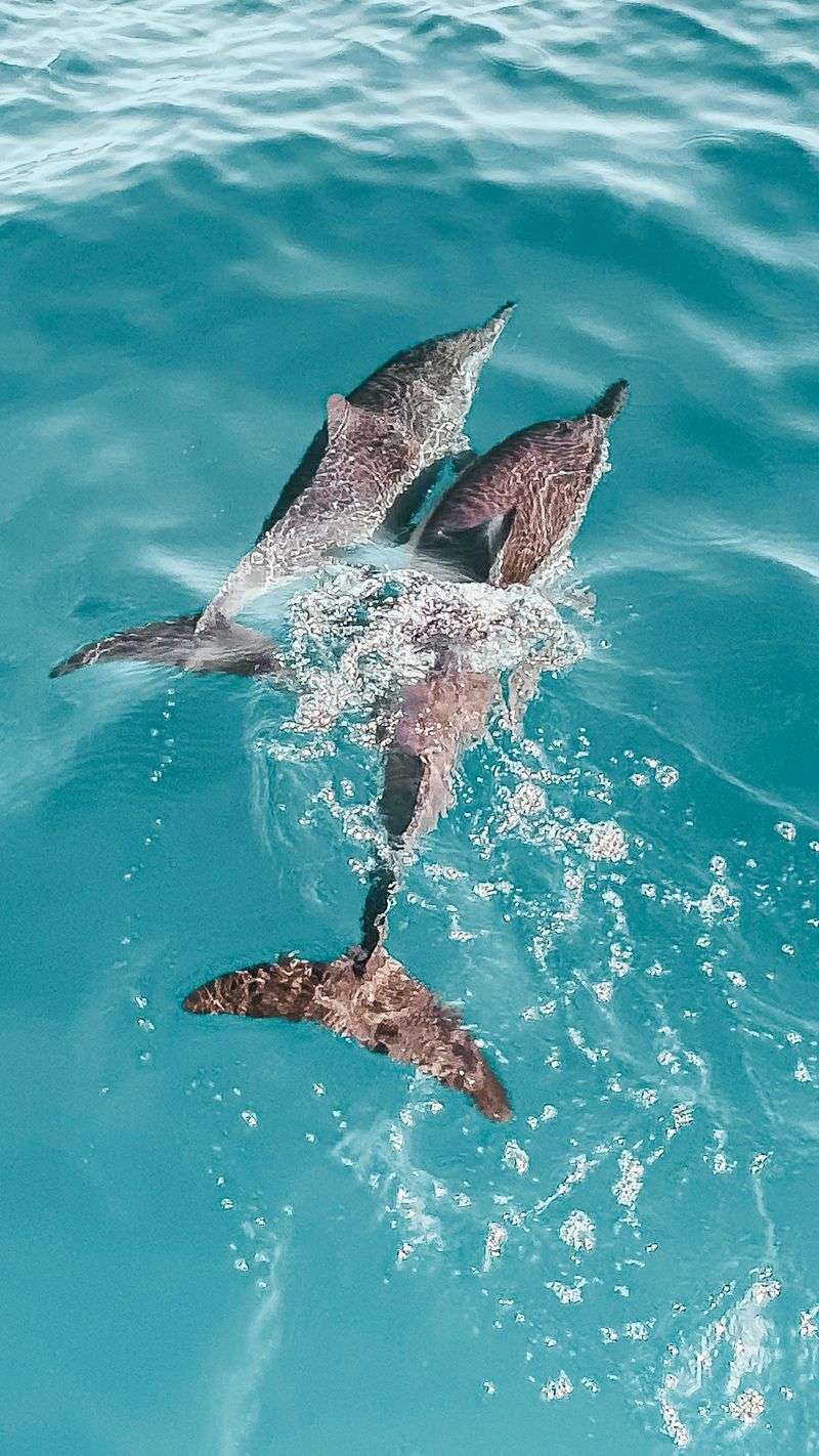 Dolphin