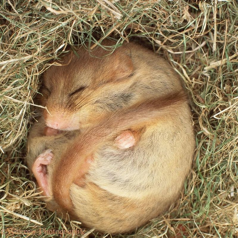 Dormouse