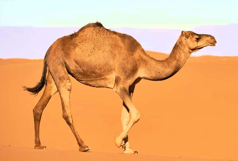 Dromedary Camel