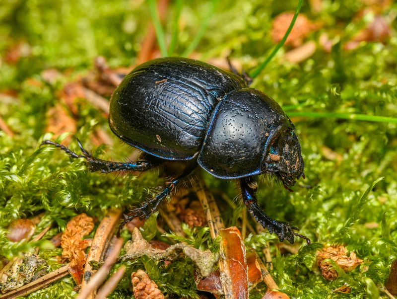 Dung Beetles